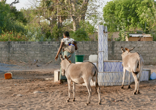 senegal anes