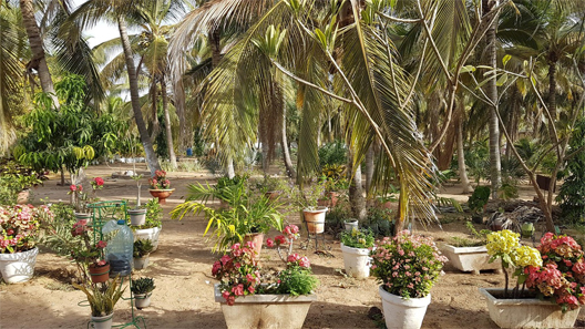 senegal oasis